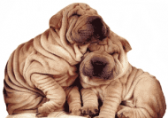 CANI SHARPEI